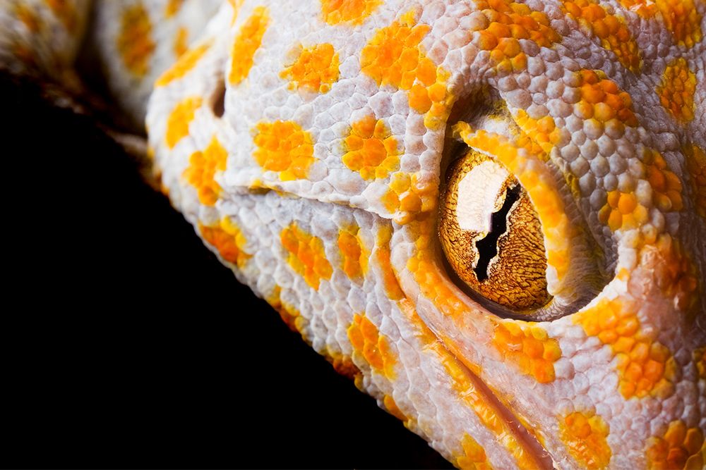photo of a lizard's eye