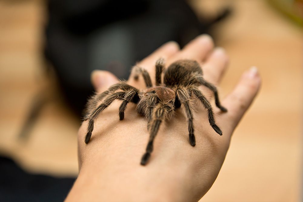 photo of a live giant tarantula spider being handled